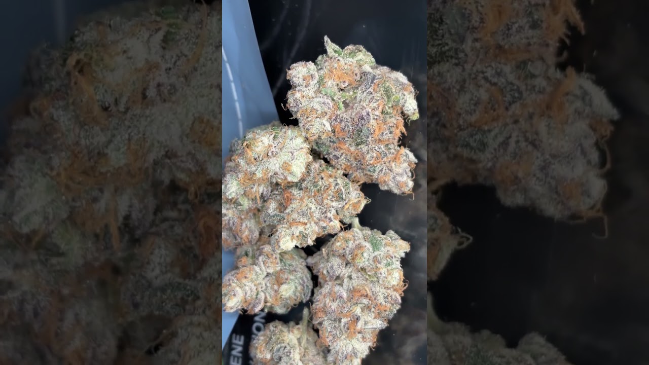 Cookies seedbank Hollywood… 2 pounds out the 3x3!! (Only 1 n 7 oz of it in the video)