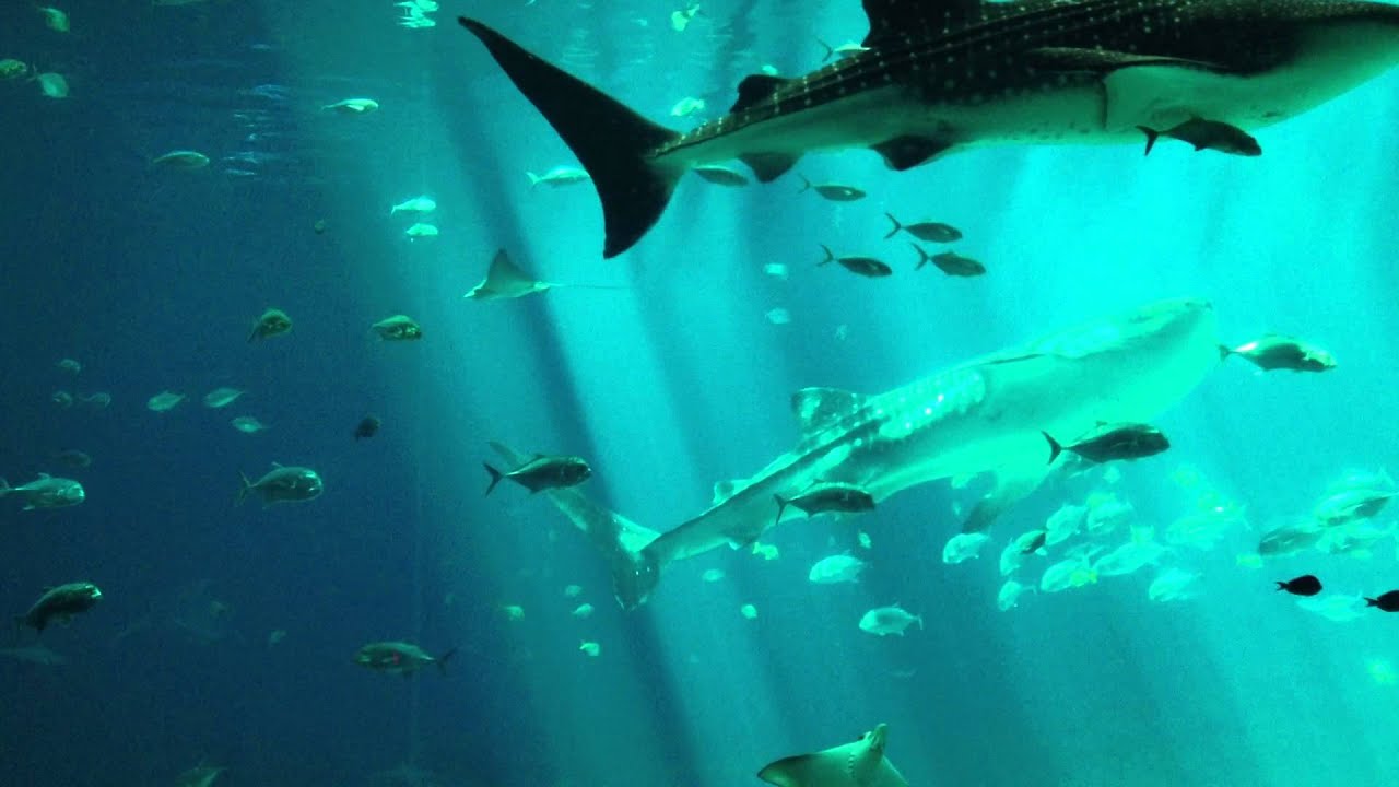 Aquarium The Whale Shark Tank YouTube