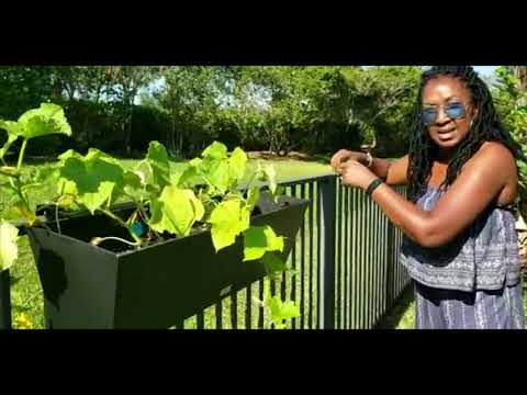 Growing  Cucumbers and Broccoli in Elevated Fence Planters