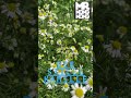 Die Kamile - Mr. NONGNONG Gartenparadies