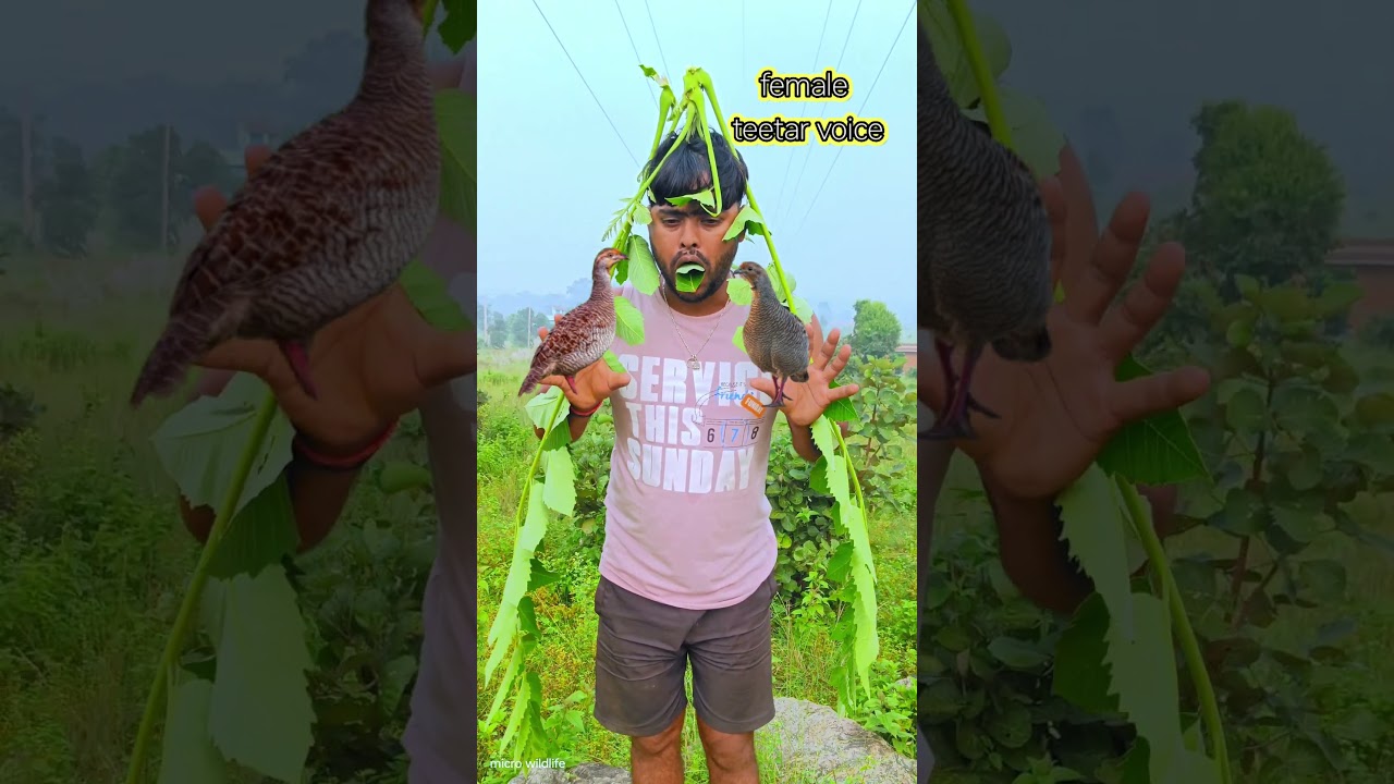 female teetar ki awaaz 