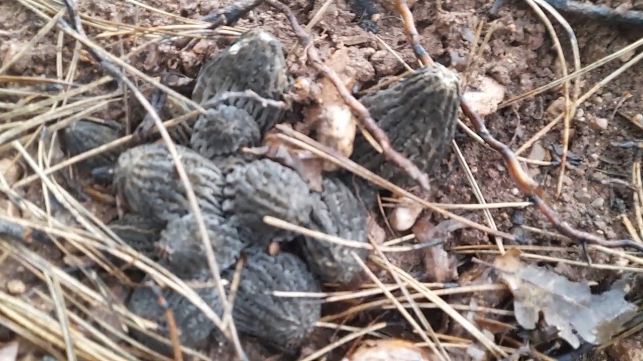 KUZU GÖBEĞİ MANTARI BEREKETİ=MORCHELLA=BOLU