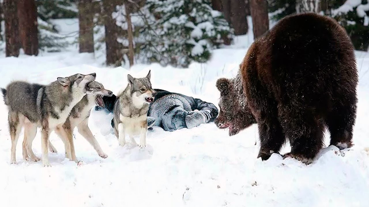 Нападение лесу. Волки нападают на медведя.