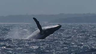 When the Humpback Highway is pumping: breaches and head lunges and calves learning how to whale