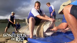Download Lagu Tiburón Toro: El Más Grande Jamás Visto | T2 E07 | Monstruos de Río MP3