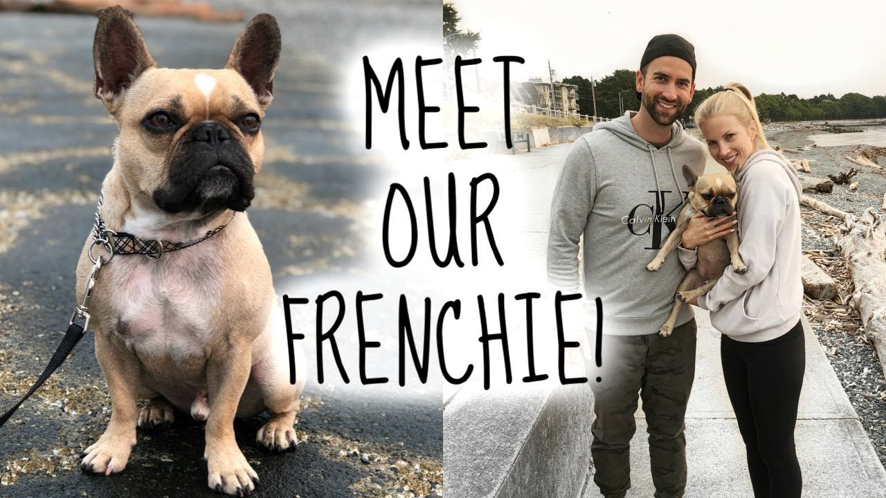 getting a french bulldog