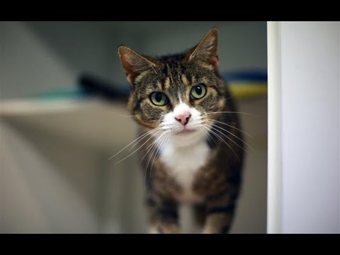 lost dogs home lost cats