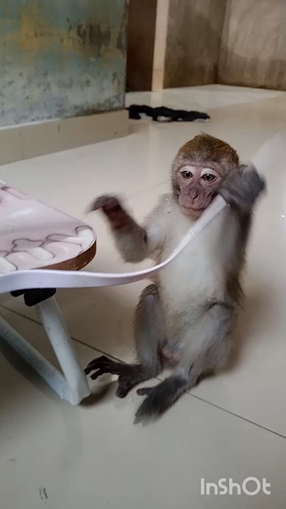 Yeyeng monkey trying to get attention🙈😂♥️#monkey#shorts