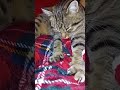 Lições do Tobias para relaxar.