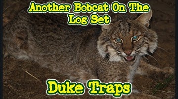 How to catch a bobcat in a trap log set Duke Traps