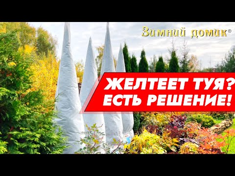ЖЕЛТЕЕТ ТУЯ? ЕСТЬ РЕШЕНИЕ! Укрытие для туи "Зимний Домик"!