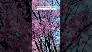 Best place to see Cherry Blossom in New Jersey #newjersey #cherryblossom #travelvlog