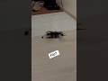 Crush and flip¿  #fpvdrone #drone #crush