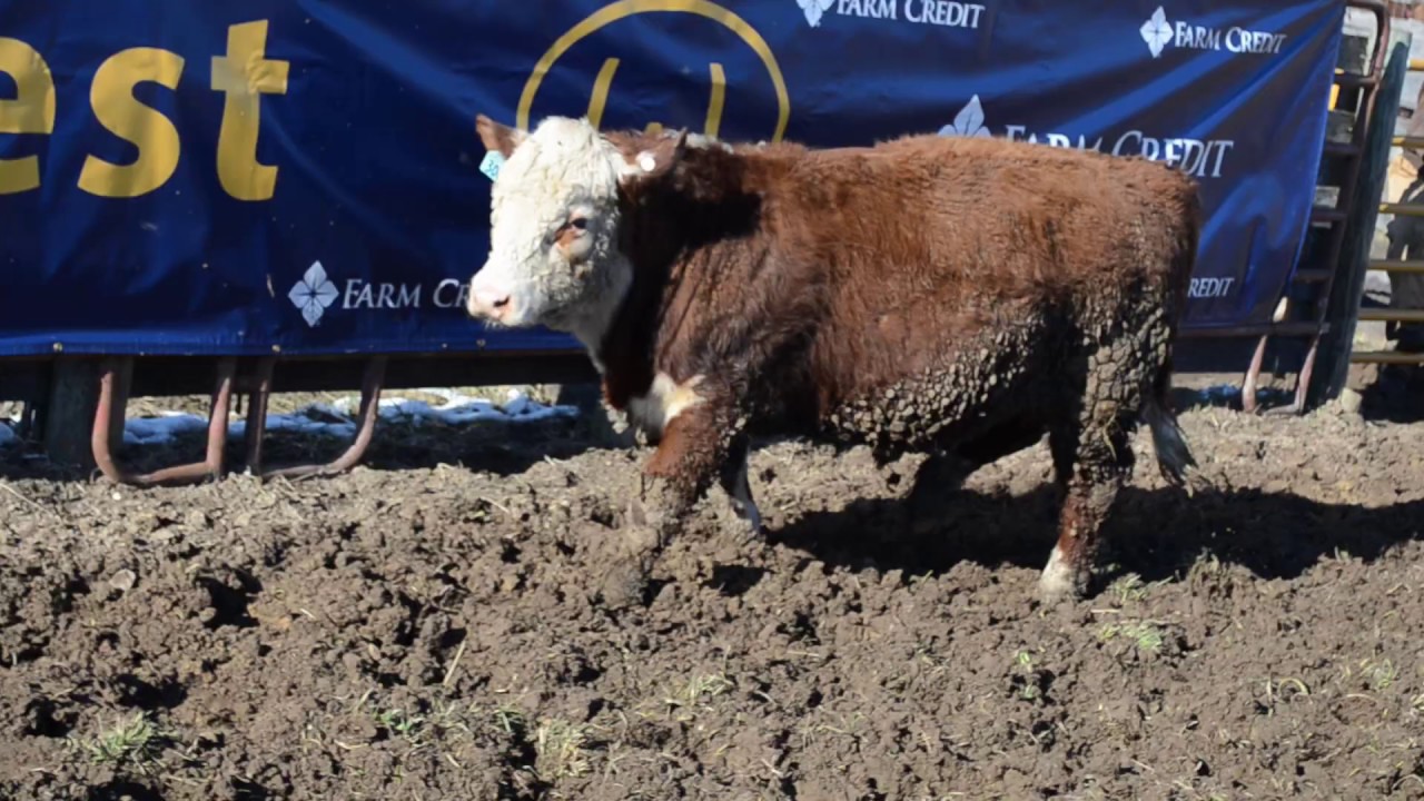 2019 Wardensville Bull Test Tag 308 YouTube