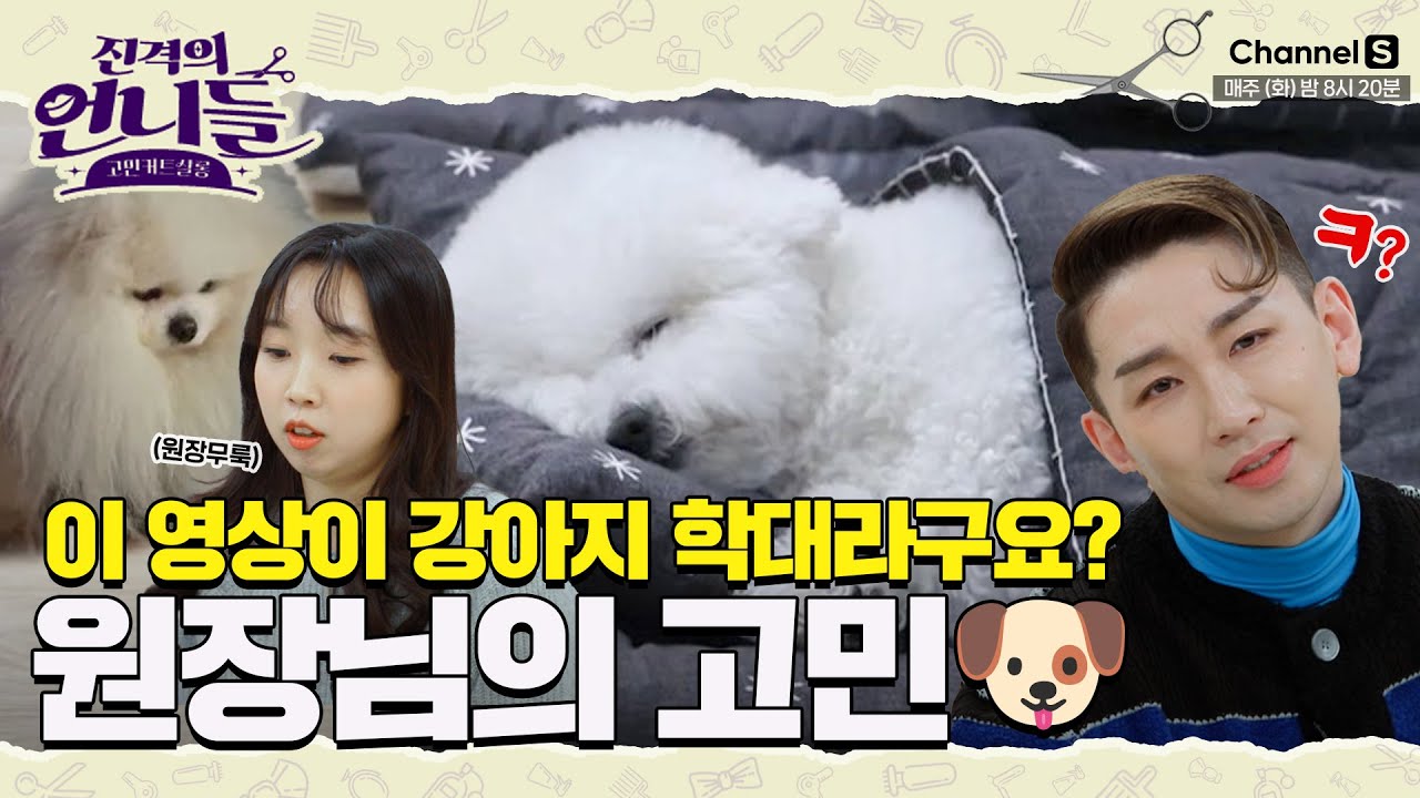 낮잠 영상이...학대..? 사람 때문에 힘들다는 강아지 유치원 원장님🐾 [#진격의언니들]ㅣ17화