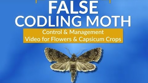 The False Codling Moth (FCM), Control & Management