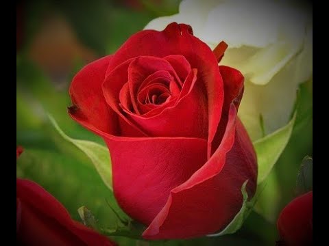 Βίντεο: Μπορείτε να φυτέψετε τριαντάφυλλα με μίσχο;