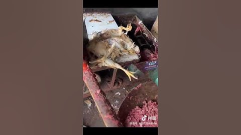 فديو فرم الفراخ الميته 😥 حسبنا الله ونعم الوكيل