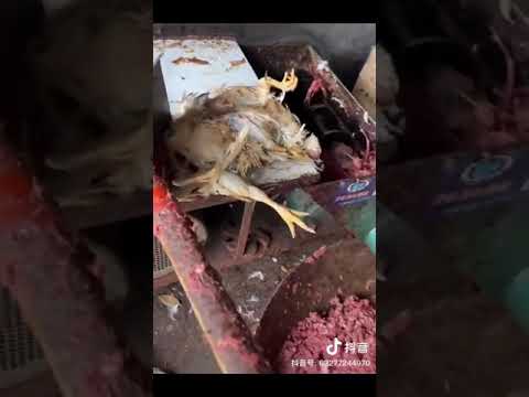 فديو فرم الفراخ الميته حسبنا الله ونعم الوكيل