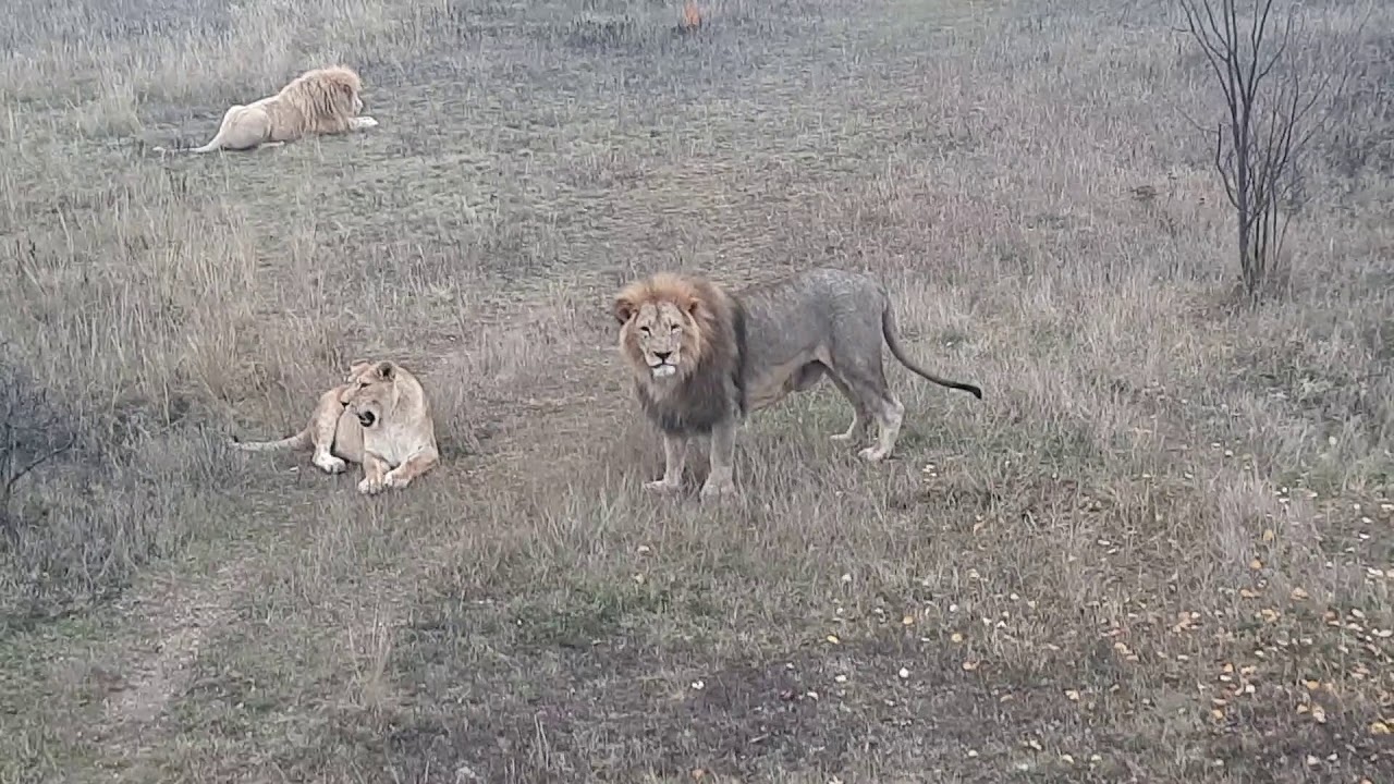 татьяна аленксагина парк львов. лев из тайгана из дерева. ютуб парк тайган последние. ютуб парк тайган последние. львица тайган.