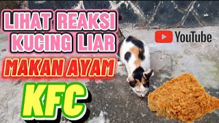 Reaksi Kucing liar pertama kali makan KFC #kucingviral #ayam #kfc #youtubevideos