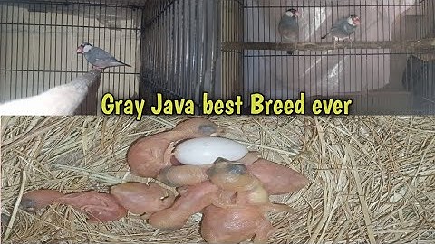 Gray java best breed ever | six chicks in his clutch | gray java at his best
