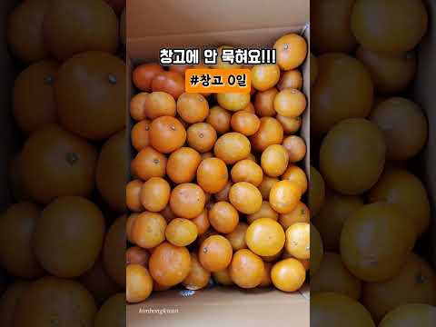이 귤, 왜 더 빨리 없어질까? (제주 오늘수확 오늘발송)