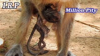 Pitiful.!! Mommy Vegas tries hang her baby body follow to find food, Mom love baby even if pass away