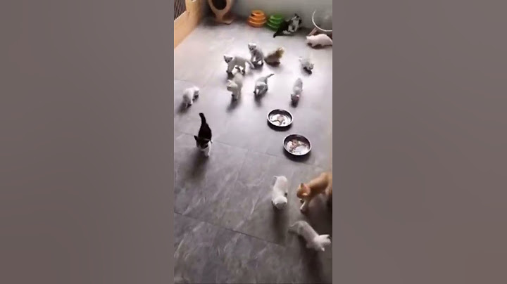 That is a lot of kittens 😱