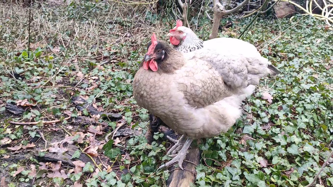 最も共有された にわとりの絵 制限なしで画像をダウンロードする