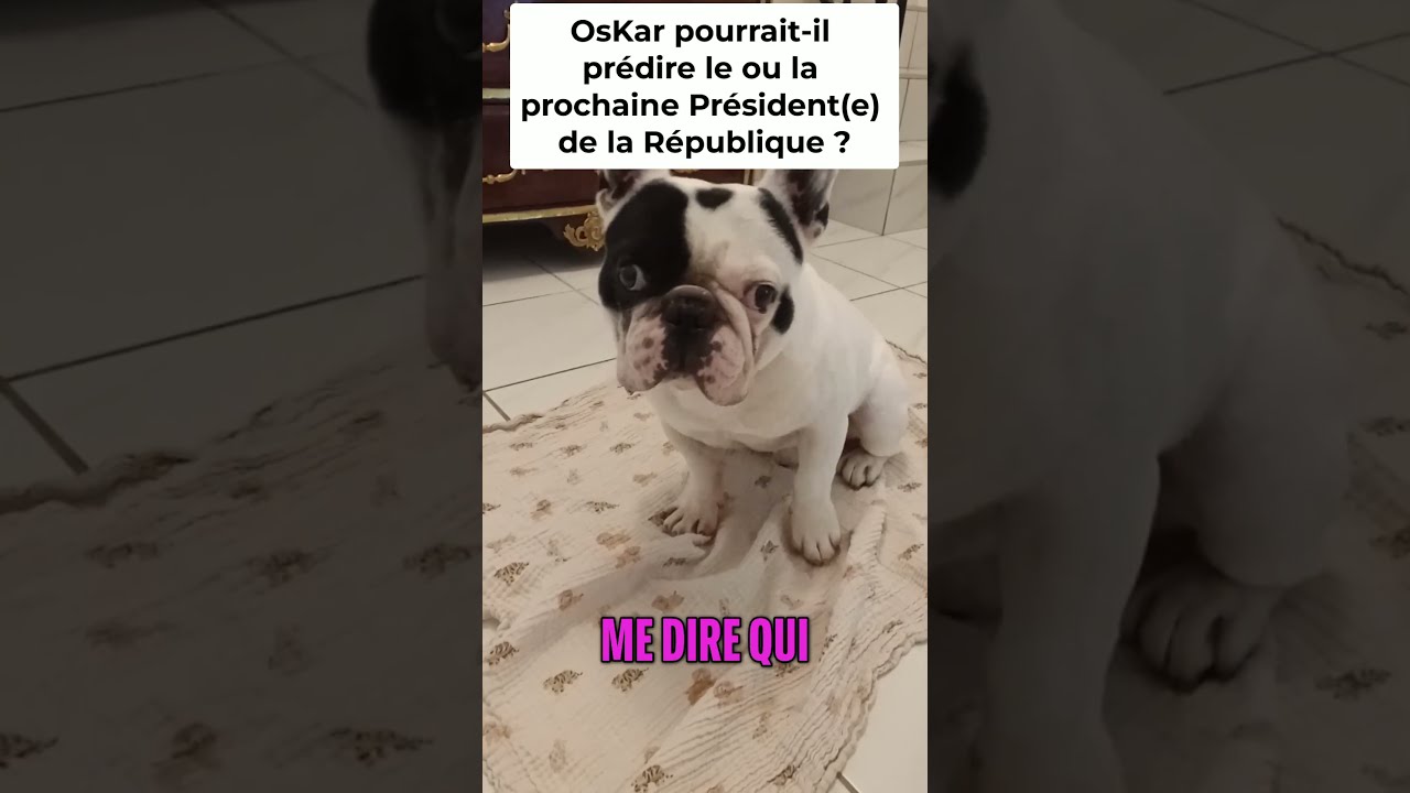🐶 OsKar pourrait-il prédire le ou la prochaine Président(e) de la République 2027 ? #présidentielle