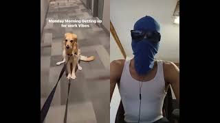 This dog is lazy and hates going on walks #shorts #dog #walkingdog