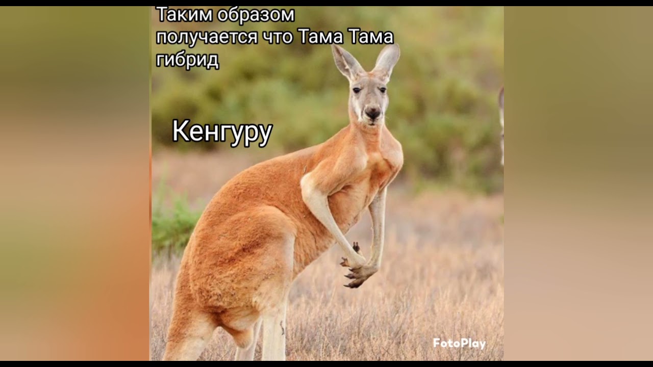 Кенгуру Фото Животного