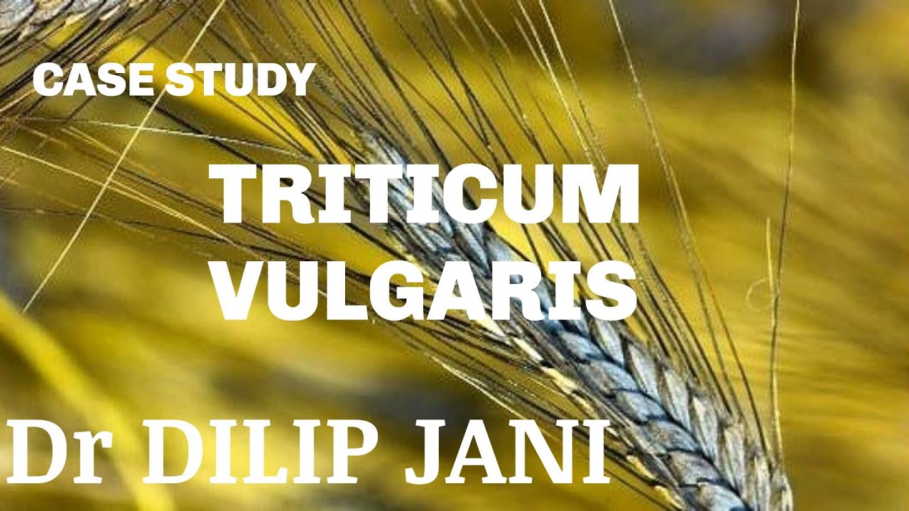 TRITICUM  VULGARIS -  Dr DILIP JANI 
