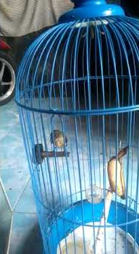 burung cabe/kemade betina gacor