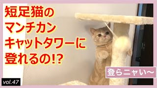 短足マンチカン子猫のキャットタワー初体験