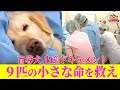 【緊迫】盲導犬の赤ちゃん誕生!予想外の難産に9匹の赤ちゃんの命を救えるか...?【どうぶつ奇想天外/WAKUWAKU】