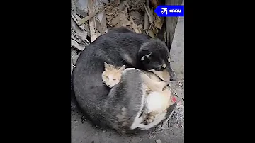 Кошка и собака потеряли своих хозяев при землетрясении в Турции