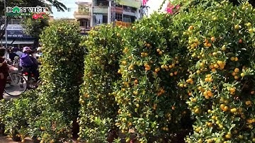 Khánh Hòa: Quất Cảnh Đẹp Giảm Giá Mạnh Vẫn Ế Chỏng Chơ | Báo Dân Việt