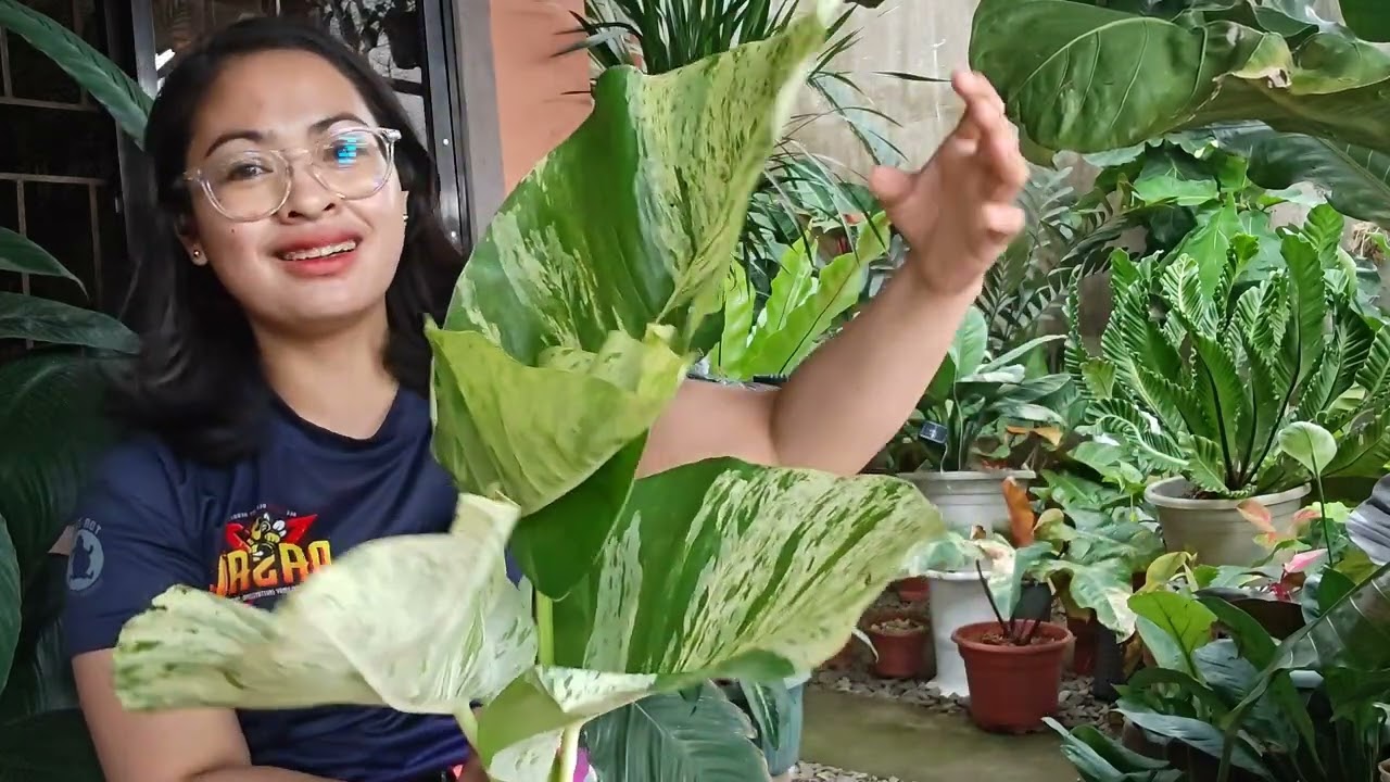 Unboxing of my 2nd batch plants.