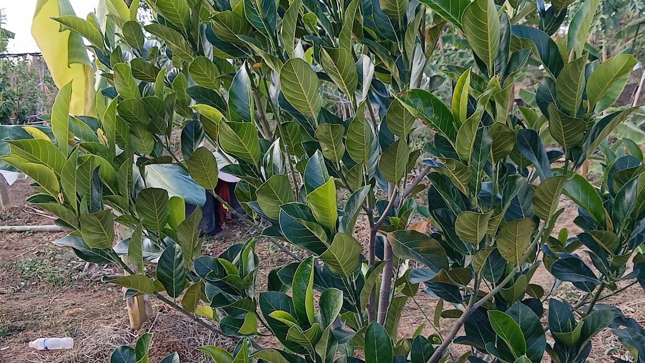 ขนุนพันธ์ทองประเสริฐครบปี