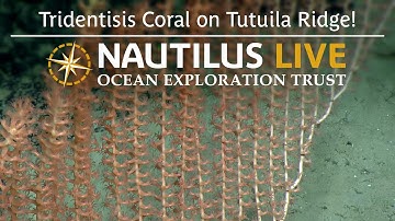 Newly Described Tridentisis Coral Spotted on Tutuila Ridge | Nautilus Live