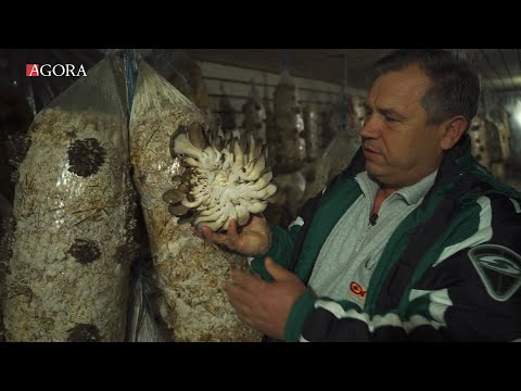 Victor Teslari cultivă ciuperci într-o mină la 100 metri sub pământ