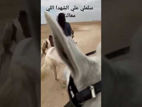 مبيعرفش يسوق 