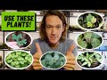 Top 6 Terrarium Plants: Unique Tips for Success