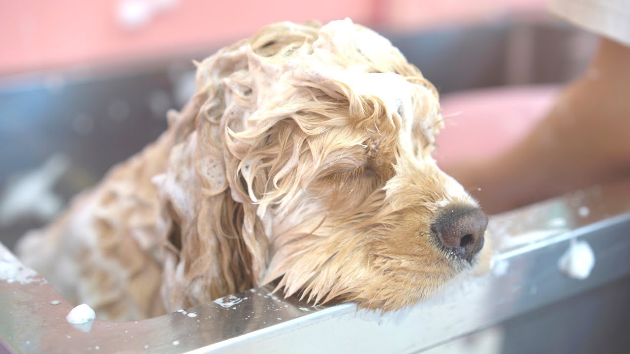 【4K】お風呂って気持ちいいな〜。。。（アメリカンコッカースパニエル トリミング）