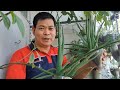 SIKRETO MULA SA ALOE VERA PARA MANATILING YOUNG LOOKING (with ENG subs)