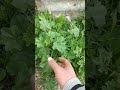 نبتة الخبيزة مفيدة جدآ