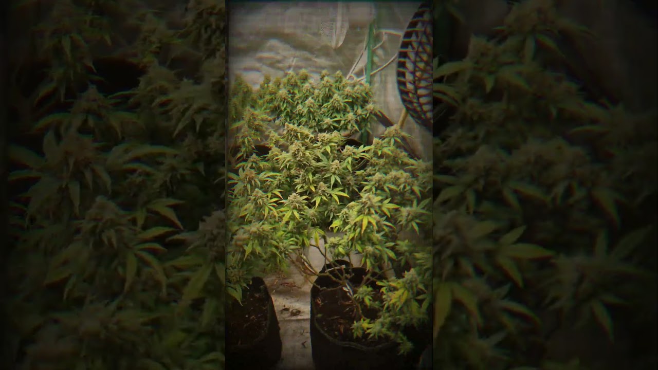 Home Grow Critical Mass Blütetag 50. in flower day 50. 