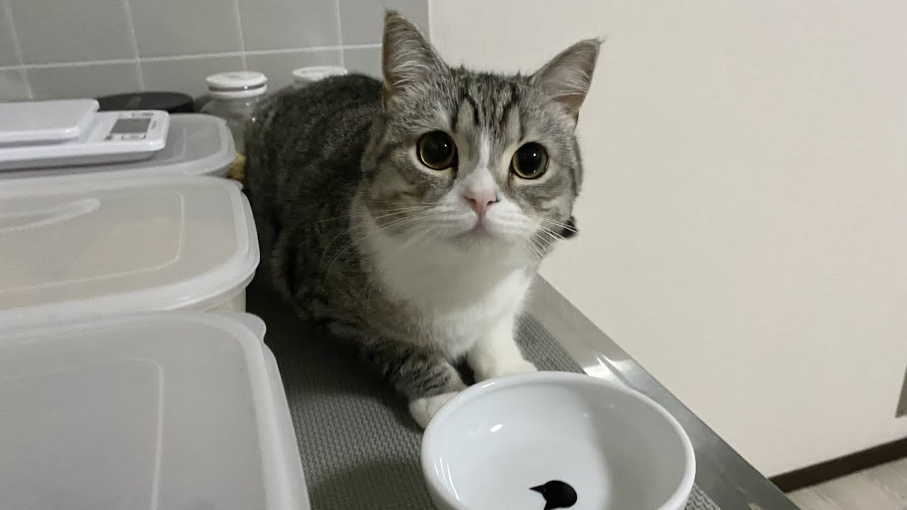 夜中に台所で盗み食いしようとしてる猫を見つけましたu2026